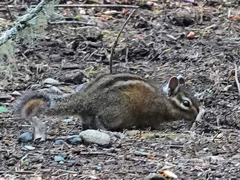 Siskiyou Chipmunk (Neotamias siskiyou)