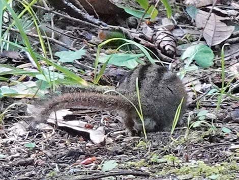 Siskiyou Chipmunk (Neotamias siskiyou)