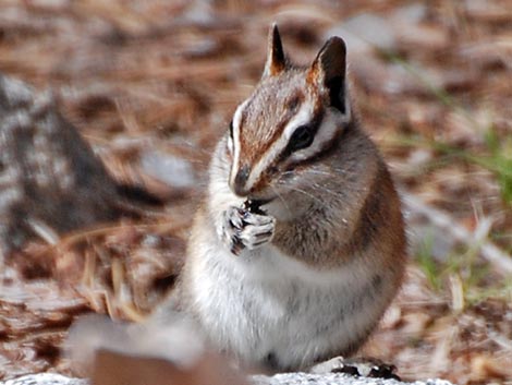 Lodgepole Chipmunk (Neotamias speciosus)