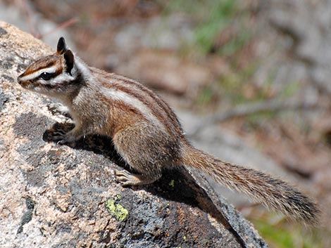 Lodgepole Chipmunk (Neotamias speciosus)