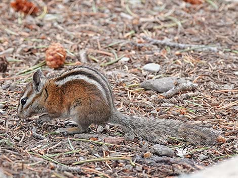 Uinta Chipmunk (Neotamias umbrinus)