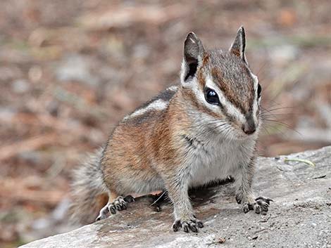 Uinta Chipmunk (Neotamias umbrinus)