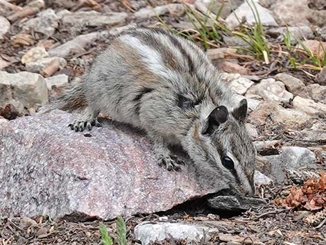 Uinta Chipmunk (Neotamias umbrinus)