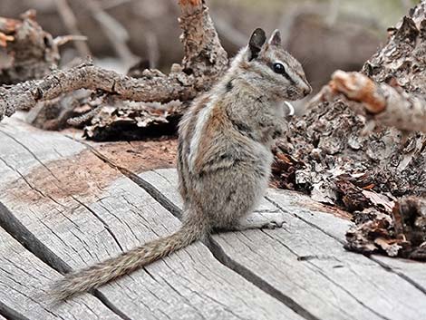 Uinta Chipmunk (Neotamias umbrinus)