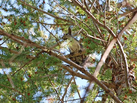 Abert's Squirrel (Sciurus aberti)