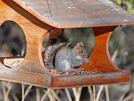 Arizona Gray Squirrel (Sciurus arizonensis)