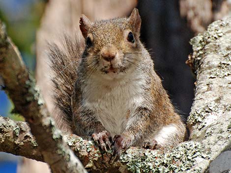 Eastern Gray Squirrel (Sciurus carolinensis)