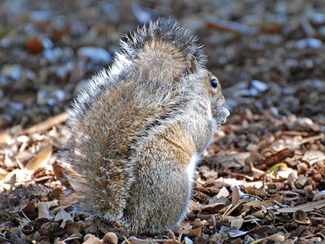 Eastern Gray Squirrel (Sciurus carolinensis)