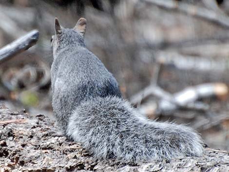 Western Gray Squirrel (Sciurus griseus)