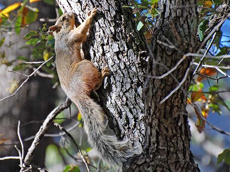 Mexican Fox Squirrel (Sciurus nayaritensis)