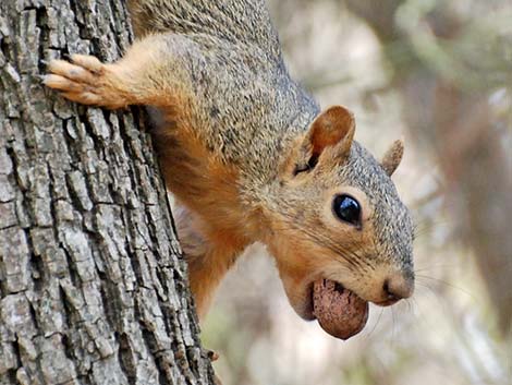 Fox Squirrel (Sciurus niger)