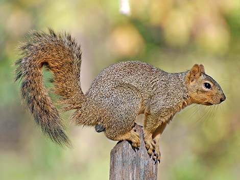 Fox Squirrel (Sciurus niger)