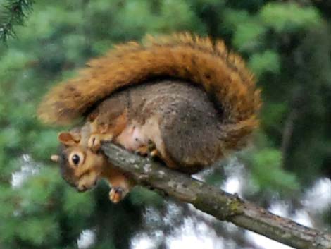 Fox Squirrel (Sciurus niger)