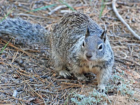 California Ground Squirrel (Otospermophilus beecheyi)