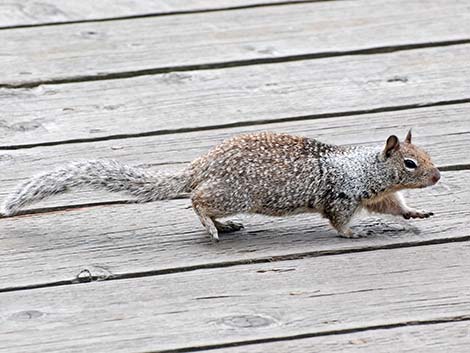 California Ground Squirrel (Otospermophilus beecheyi)