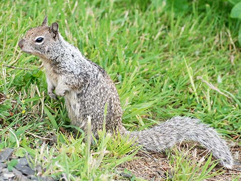 California Ground Squirrel (Otospermophilus beecheyi)