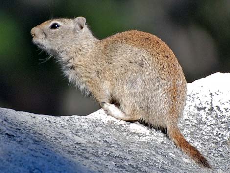 Belding's Ground Squirrel (Urocitellus beldingi)