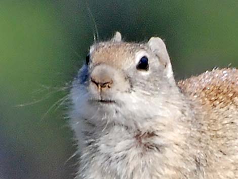 Belding's Ground Squirrel (Urocitellus beldingi)