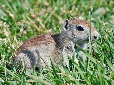 Belding's Ground Squirrel (Urocitellus beldingi)