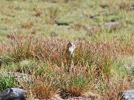 Belding's Ground Squirrel (Urocitellus beldingi)