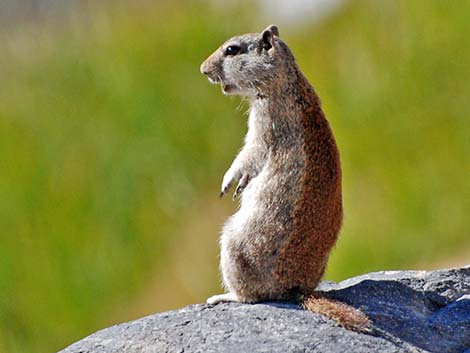 Belding's Ground Squirrel (Urocitellus beldingi)