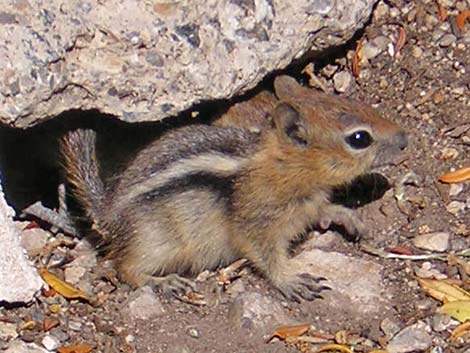 Golden-mantled Ground Squirrel (Callospermophilus lateralis)