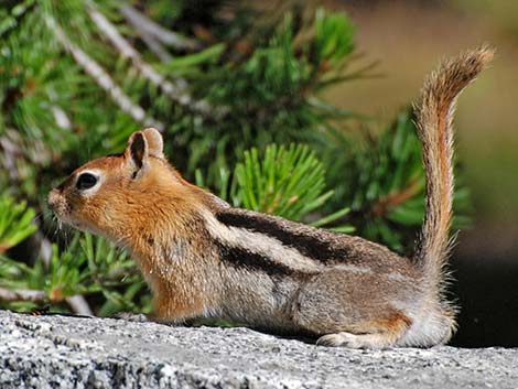 Golden-mantled Ground Squirrel (Callospermophilus lateralis)