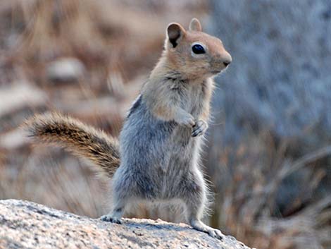 Golden-mantled Ground Squirrel (Callospermophilus lateralis)