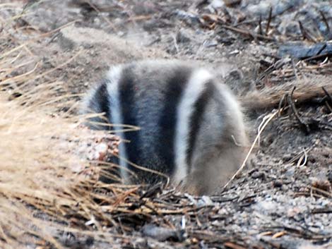 Golden-mantled Ground Squirrel (Callospermophilus lateralis)