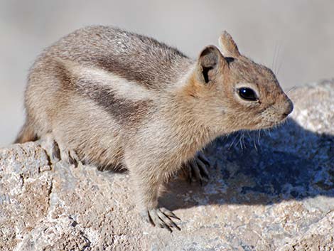 Golden-mantled Ground Squirrel (Callospermophilus lateralis)