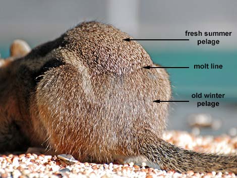 Golden-mantled Ground Squirrel (Callospermophilus lateralis)