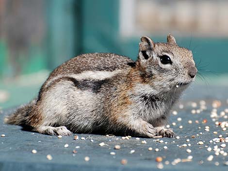 Golden-mantled Ground Squirrel (Callospermophilus lateralis)