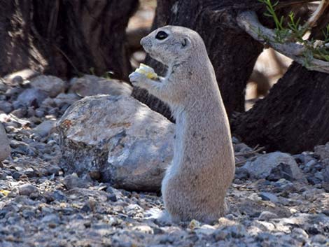 Round-tailed Ground Squirrel (Xerospermophilus tereticaudus)