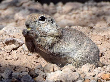 Round-tailed Ground Squirrel (Xerospermophilus tereticaudus)