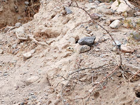 Round-tailed Ground Squirrel (Xerospermophilus tereticaudus)