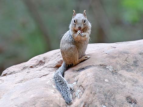 Rock Squirrel (Otospermophilus variegatus)