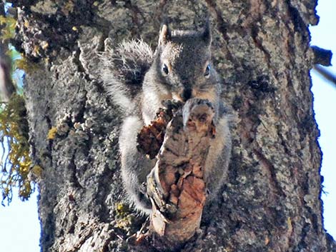 Douglas' Squirrel (Tamiasciurus douglasii)