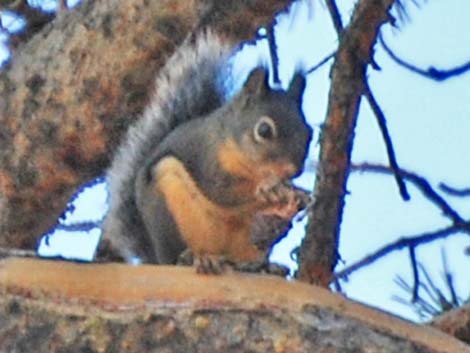 Douglas' Squirrel (Tamiasciurus douglasii)