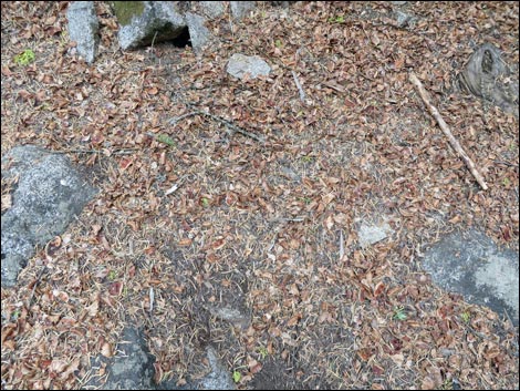 Douglas' Squirrel (Tamiasciurus douglasii)