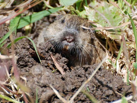 Valley pocket gopher (Thomomys bottae)