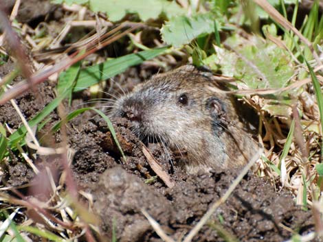 Valley Pocket Gopher (Thomomys bottae)