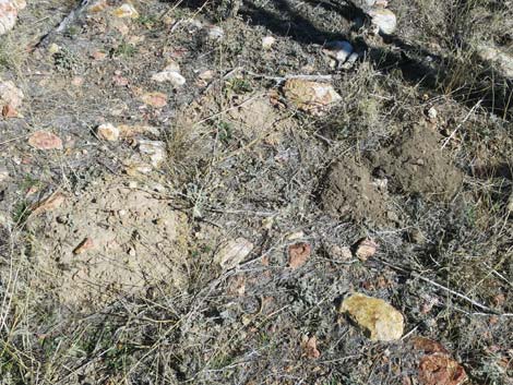 Valley Pocket Gopher (Thomomys bottae)