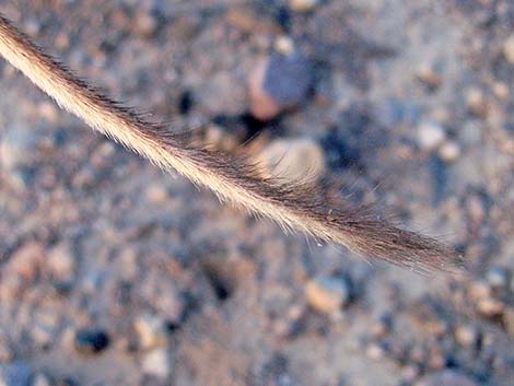 Long-tailed Pocket Mouse (Chaetodipus formosus)