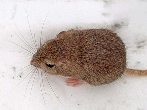 Long-tailed Pocket Mouse (Chaetodipus formosus)