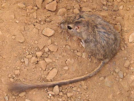 Long-tailed Pocket Mouse (Chaetodipus formosus)