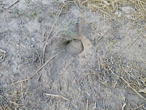 Long-tailed Pocket Mouse (Chaetodipus formosus)