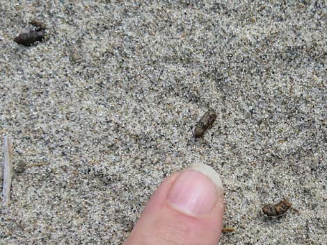 Long-tailed Pocket Mouse (Chaetodipus formosus)