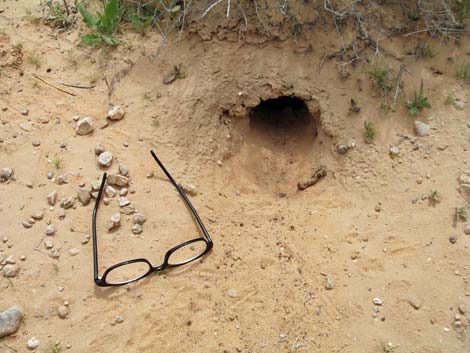 Desert Kangaroo Rat (Dipodomys deserti)