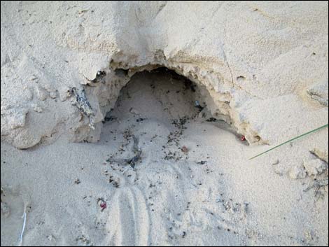 Desert Kangaroo Rat (Dipodomys deserti)