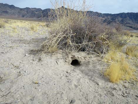 Desert Kangaroo Rat (Dipodomys deserti)